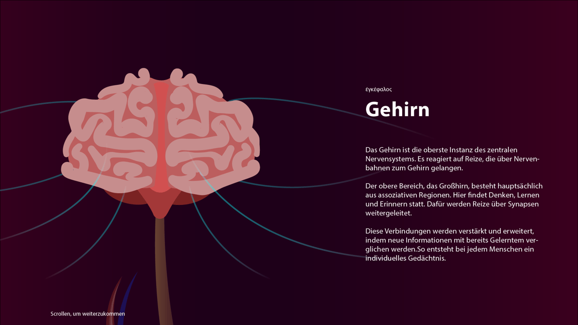 Gehirn